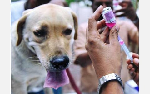 இன்று உலக ரேபீஸ் தினம்: 2030-ம் ஆண்டுக்குள் ரேபீஸ் நோயை ஒழிக்க இலக்கு