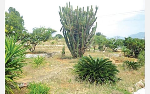 அமராவதி அணைப் பகுதியில் சுற்றுலாப் பயணிகளை கவரும் கற்றாழை பூங்கா