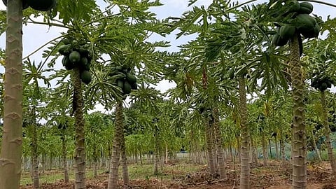 கரோனா ஊரடங்கு தளர்வுக்குப் பிறகும் விலைபோகாத பப்பாளி: இழப்பை சந்திக்கும் திண்டுக்கல் விவசாயிகள் 