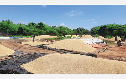 தஞ்சாவூர் அருகே கொல்லாங்கரையில் உள்ள கொள்முதல் நிலையத்துக்கு விவசாயிகளால் கொண்டுவரப்பட்டு கடந்த 15 நாட்களாக குவியல் குவியலாக குவித்து வைக்கப்பட்டுள்ள நெல் குவியல்கள். படம்: வி.சுந்தர்ராஜ்