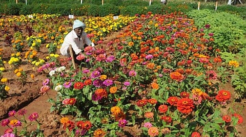 கோவை, மதுரை உட்பட 35 மாவட்டங்களில் தோட்டக்கலை விற்பனை மையம்: தரமான காய்கறிகள், பழங்கள் கிடைக்கும்