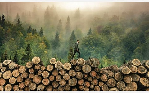 கரோனா வைரஸும் காடழிப்பும்: விடை தெரிந்தும் தீர்வு காணப்படாத புதிர்