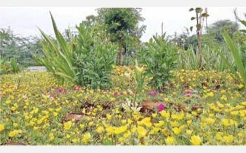 விருதுநகர் எஸ்பி அலுவலக வளாகத்தில் காவலர்களால் பராமரிக்கப்படும் மூலிகை தோட்டம்