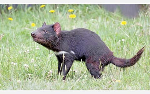 டாஸ்மேனியன் டெவில்