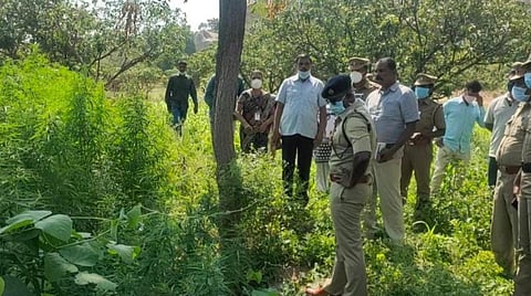 விவசாய நிலத்தில் பயிரிடப்பட்டுள்ள கஞ்சா செடிகளை எஸ்.பி. விஜயகுமார் பார்வையிட்டார்.