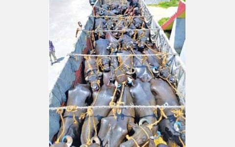 உ.பி., ஆந்திரா மாநிலங்களில் இருந்து கேரளாவுக்கு கடத்தப்பட்ட 67 எருமைகள் பறிமுதல்: மிருகவதை தடுப்புச் சட்டத்தின் கீழ் ஓட்டுநர்கள் கைது