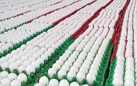 எகிறும் பிராய்லர் கோழி முட்டை விலை: நாமக்கல்லுக்குப் படையெடுக்கும் வட மாநில வியாபாரிகள்