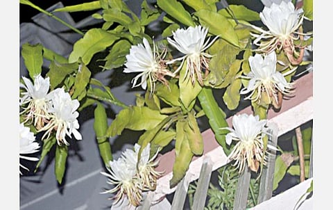 இமயமலை பகுதியில் ஆண்டுக்கு ஒரு முறை மட்டுமே பூக்கும் மிகவும் அரிதான பிரம்ம கமலம் மலர்கள்.