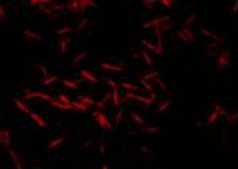 புதிய சூழ்நிலைகளுக்கு ஏற்ப தன்னை மாற்றிக்கொள்ளும் செயற்கைப் பொருள்: விஞ்ஞானிகள் கண்டுபிடிப்பு