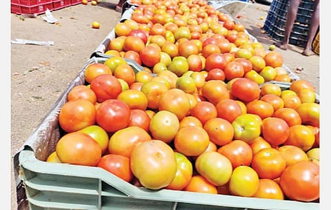 பழநி தக்காளி மார்க்கெட்டுக்கு விற்பனைக்கு  கொண்டுவரப்பட்ட தக்காளி.