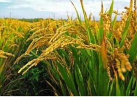 159.55 லட்சம் மெட்ரிக் டன் நெல் கொள்முதல்