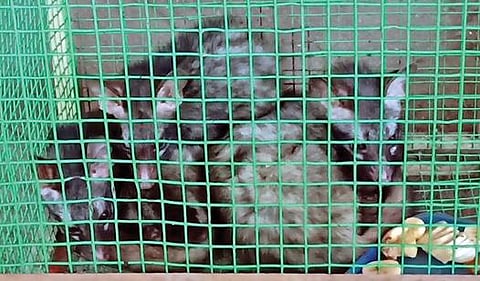 சேலம் குரும்பப்பட்டி உயிரியல் பூங்காவுக்கு வந்துள்ள மரநாய்க்குட்டிகள் கூண்டில் அடைக்கப்பட்டு பராமரிக்கப்பட்டு வருகிறது.