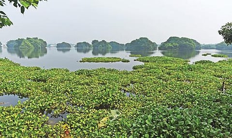 சேலம் மூக்கனேரியில் ஆக்கிரமித்துள்ள ஆகாயத் தாமரை.    படம்: எஸ்.குரு பிரசாத்