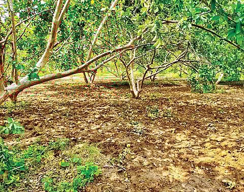 போச்சம்பள்ளி அருகே கொய்யாத் தோட்டத்தில் அறுவடை செய்யாததால், பழுத்து கீழே விழுந்துள்ள கொய்யாப் பழங்கள்.