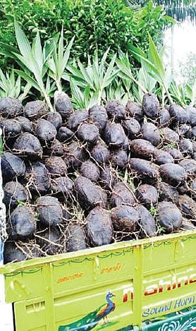 போச்சம்பள்ளி பகுதியில் இருந்து வெளியூர் களுக்கு விற்பனைக்கு அனுப்பப்பட்ட தென்னங் கன்றுகள்.                                        	                        படம்: எஸ்.கே.ரமேஷ்