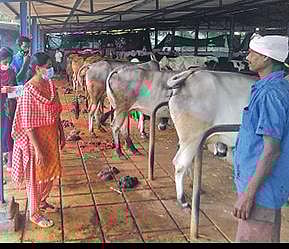 தமிழகத்தில் கறவை மாடுகளை தாக்கும் மடிவீக்க நோயை கட்டுப்படுத்துவது எப்படி? பொங்கலூர் வேளாண்மை அறிவியல் நிலையத்தினர் விளக்கம்