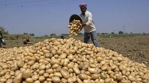 காய்கறி சாகுபடி செய்யும் விவசாயிகளுக்கு ஊக்கத்தொகை