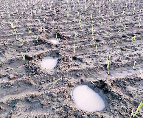 குருபரப்பள்ளி அருகே யானை நடந்து சென்ற வயலில் அதன் கால் தடங்களில் மழை நீர் தேங்கியுள்ளது.