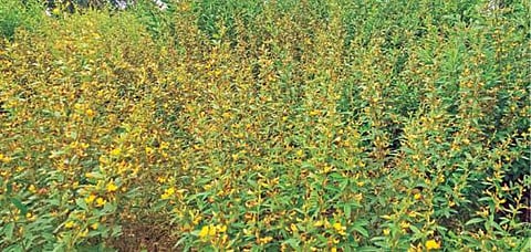 கிருஷ்ணகிரி பகுதியில் உள்ள விளைநிலத்தில், துவரை செடிகளில் பூக்கள் பூத்துள்ளன. 				       படம்: எஸ்.கே.ரமேஷ்