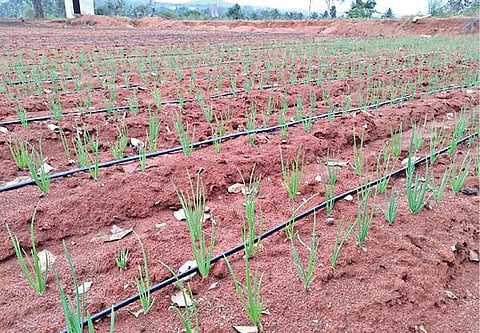 கருமந்துறை தோட்டக்கலைத்துறை பண்ணையில் வெங்காய விதை உற்பத்திக்காக பயிரிட்டப்பட்டுள்ள வெங்காய நாற்றுகள்.