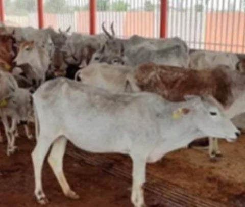 பிரதிநிதித்துவப் படம்