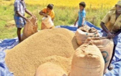 தமிழகம் உள்ளிட்ட மாநிலங்களில் 295.23 லட்சம் மெட்ரிக் டன் நெல் கொள்முதல்