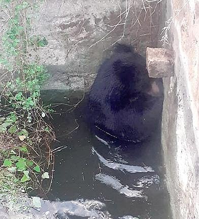 களக்காடு அருகே கிணற்றில் தவறி விழுந்த கரடி.