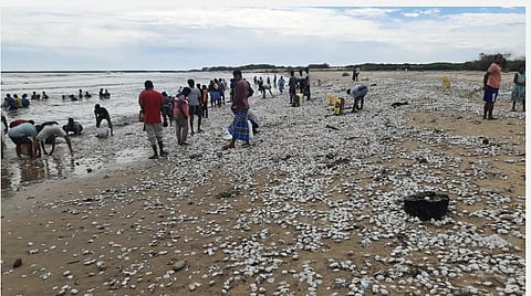 பரங்கிப்பேட்டை அருகே சி.புதுப்பேட்டை கடற்கரையில் குவிந்திருந்த மட்டியைப் பொதுமக்கள் அள்ளிச் சென்றனர்