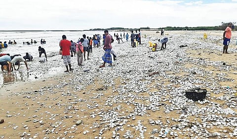 பரங்கிப்பேட்டை அருகே சி.புதுப்பேட்டை கடற்கரையில் குவிந்த மட்டியை பொதுமக்கள் அள்ளி சென்றனர்.