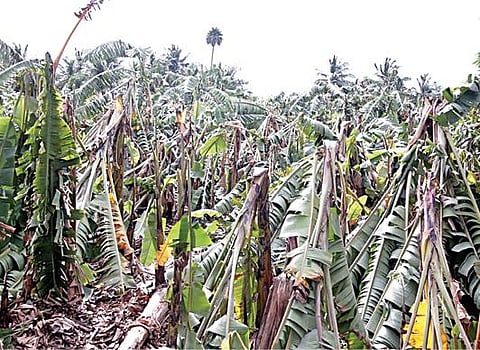 கடலூர் ரெட்டிச்சாவடி அருகே உள்ள கீழ் குமாரமங்கலத்தில் பலத்த சூறைக்காற்றால் முறிந்து விழுந்த வாழை மரங்கள்.