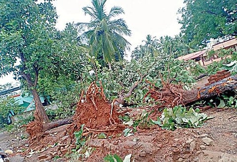 தஞ்சாவூர் தமிழ்ப் பல்கலைக்கழக குடியிருப்பில் புயல் முன்னெச்சரிக்கை நடவடிக்கையாக வேரோடு பிடுங்கப்பட்ட மரங்கள்.