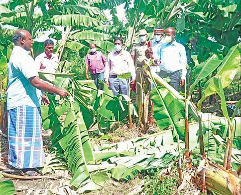 மேல்மலையனூர் அருகே கப்ளாம்பாடி கிராமத்தில் மழையால் சேதமடைந்த வாழை தோப்பை விழுப்புரம் ஆட்சியர் அண்ணாதுரை ஆய்வு செய்தார்.