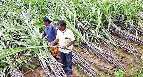 ஊத்தங்கரை அருகே சந்தகொட்டாவூர் கிராமத்தில் காற்றுக்கு சேதமான கரும்புத் தோட்டம்.