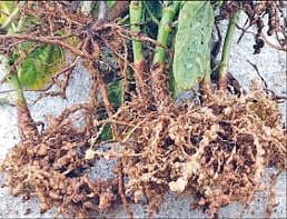 விவசாயிகளுக்கு  திறன் மேம்பாட்டுப் பயிற்சி காய்கறி பயிர்களில் நூற்புழு தாக்கத்தை கட்டுப்படுத்த யோசனை