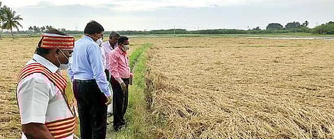 நெமிலி அடுத்த சித்தஞ்சி கிராமத்தில் ‘நிவர்’ புயலால் சேதமடைந்த நெற் பயிர்களை பார்வையிட்ட ஆட்சியர் கிளாட்ஸ்டன் புஷ்பராஜ்.