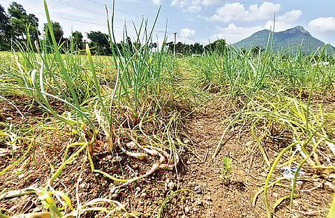 திருவண்ணாமலை மாவட்டம் புனல்காடு கிராமத்தில் தொடர் மழையால் சேதமடைந்த சின்ன வெங்காயம்.