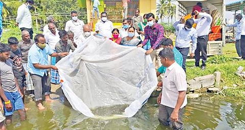 உள்நாட்டு மீன் உற்பத்தியை பெருக்கும் வகையில் சேலம் அடுத்த சேலத்தாம்பட்டி ஏரியில் மீன் வளத்துறை சார்பில் 50 ஆயிரம் மீன் குஞ்சுகள் விடுவிக்கப்பட்டன.