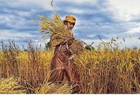 டெல்லி போராட்டத்துக்குச் சென்ற உ.பி. விவசாயிகள்: வயல்வெளிகளில் களமிறங்கிய வீட்டுப் பெண்கள்