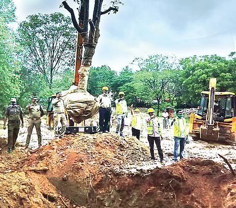 திருப்பத்தூர் வனச்சரகர் அலுவலகத்தில் இருந்த பழமை வாய்ந்த மரம் மறுநடவுக்காக வேரோடு அகற்றப்பட்டது.