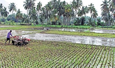 கிருஷ்ணகிரி அருகே அவதானப்பட்டி கிராமத்தில் 2-ம் போக நெல் நடவு மேற்கொள்ள நிலத்தை சீர் செய்யும் பணியில் ஈடுபட்டுள்ள விவசாயி.