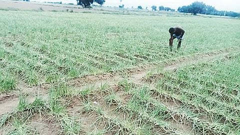 சொக்கனேந்தல் கிராமத்தில் திருகல் நோயால் அழுகிய வெங்காயப் பயிர்கள்.