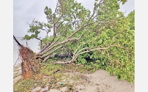 புரெவி புயலால் குருசடைத் தீவில் வேரோடு சாய்ந்து கிடக்கும் மரம்.