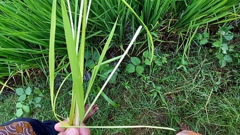 நெற்பயிரில் பரவும் ஆனைக்கொம்பன் ஈ தாக்குதல்: கட்டுப்படுத்த முடியாமல் மதுரை விவசாயிகள் கலக்கம்