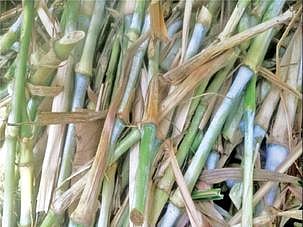 பொங்கலூரில் கம்பு நேப்பியர் அறுவடை பணிகளை பார்வையிடும் வேளாண் விஞ்ஞானிகள். (அடுத்த படம்) கறவை மாடுகளுக்கு உகந்த கம்பு நேப்பியர் தீவனப் புல்.