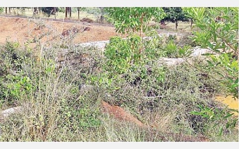 சிவகங்கை அருகே திருமலையில் புதர் மண்டி காணப்படும் பெரியாறு ஷீல்டு கால்வாய்.