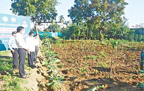 சேலம் மாநகராட்சிக்குட்பட்ட சீலநாயக்கன்பட்டி நுண்ணுயிர் உரம் தயாரிப்பு மைய வளாகத்தில் அமைக்கப்பட்டுள்ள நகருக்குள் வனம் திட்டத்தில் நடவு செய்யப்படுள்ள மரக்கன்றுகளை மாநகராட்சி ஆணையர் ரவிச்சந்திரன் பார்வையிட்டார்.