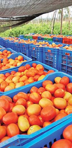 கிருஷ்ணகிரி மாவட்டம் தளி அருகே உள்ள தோட்டமொன்றில், சந்தைக்கு அனுப்புவதற்காக அறுவடை செய்யப் பட்டு பெட்டிகளில் நிரப்பி வைக்கப்பட்டுள்ள தக்காளிப் பழங்கள்.