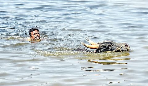 அவனியாபுரத்தில் நீச்சல் பயிற்சி பெறும் காளை.படம்: எஸ்.கிருஷ்ணமூர்த்தி