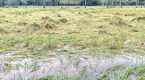 நாகை மாவட்டம் திருமருகல் ஒன்றியத்தில் உள்ள கீழப்பூதனூர் கிராமத்தில் மழைநீரில் மூழ்கி அழுகத் தொடங்கியுள்ள சம்பா பயிர்கள்.