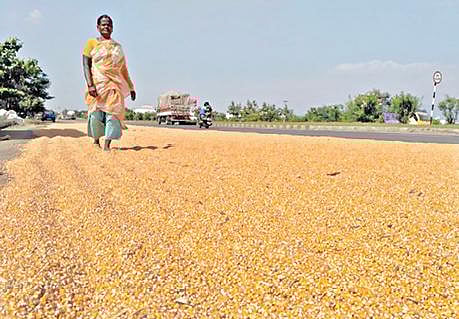ஆத்தூர் அடுத்த தேவியாக்குறிச்சியில் சேலம்- உளுந்தூர்பேட்டை  4 வழிச்சாலையோரம்   மக்காச் சோளத்தை உலர வைத்துள்ள விவசாயி.